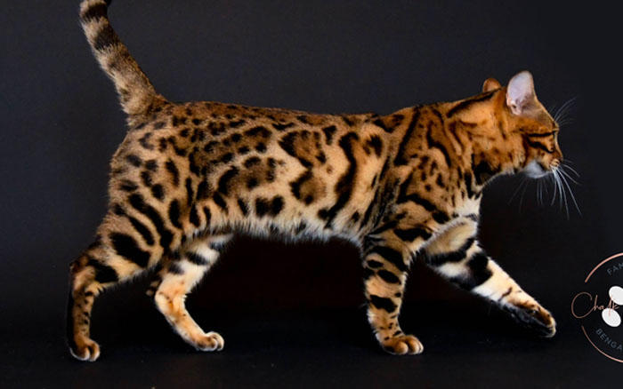Bengal kitten for sale
